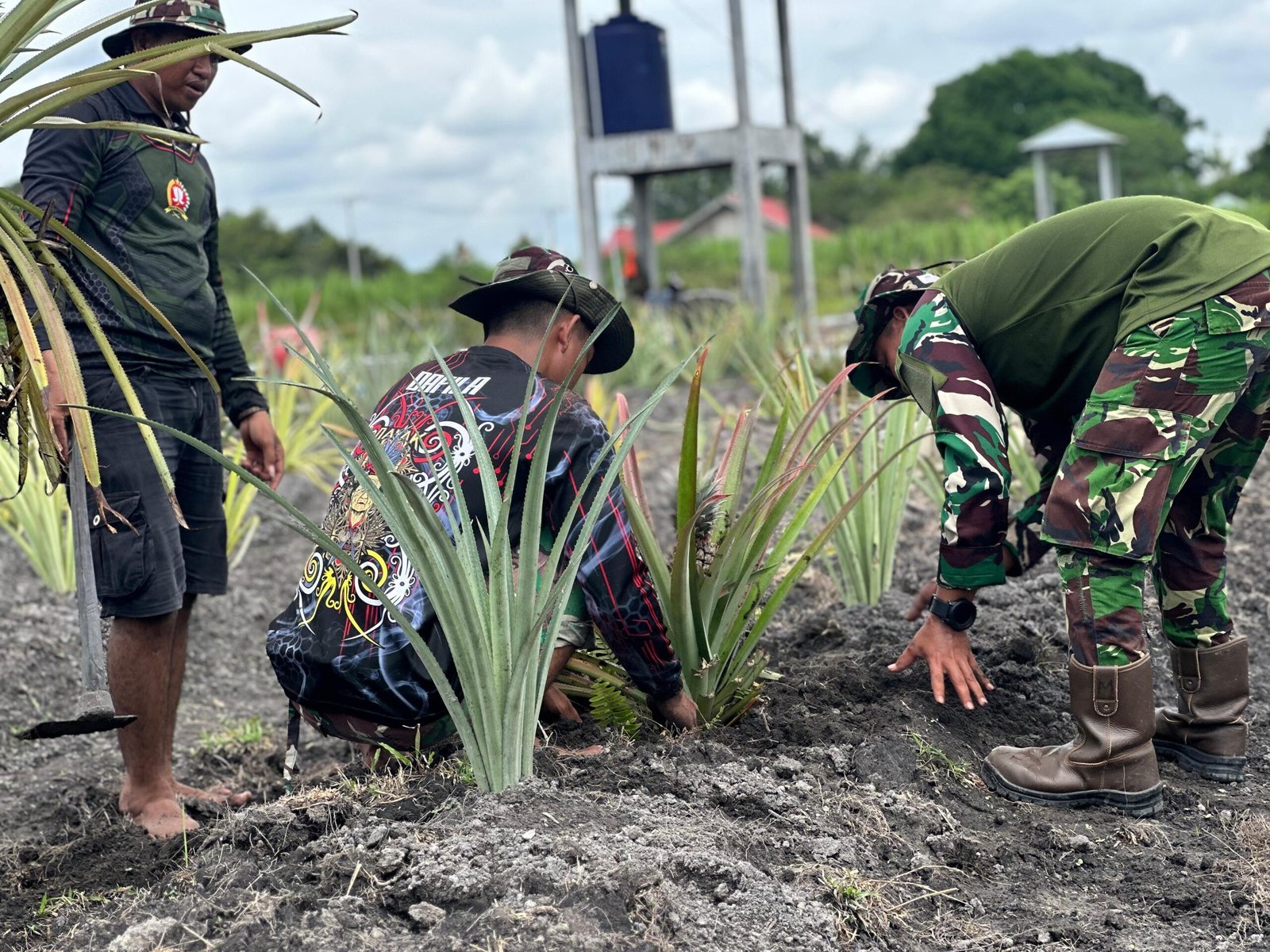 Satgas TMMD Kodim 1012/Buntok Tanam Nanas Dukung Ketahanan Pangan di Barito Selatan