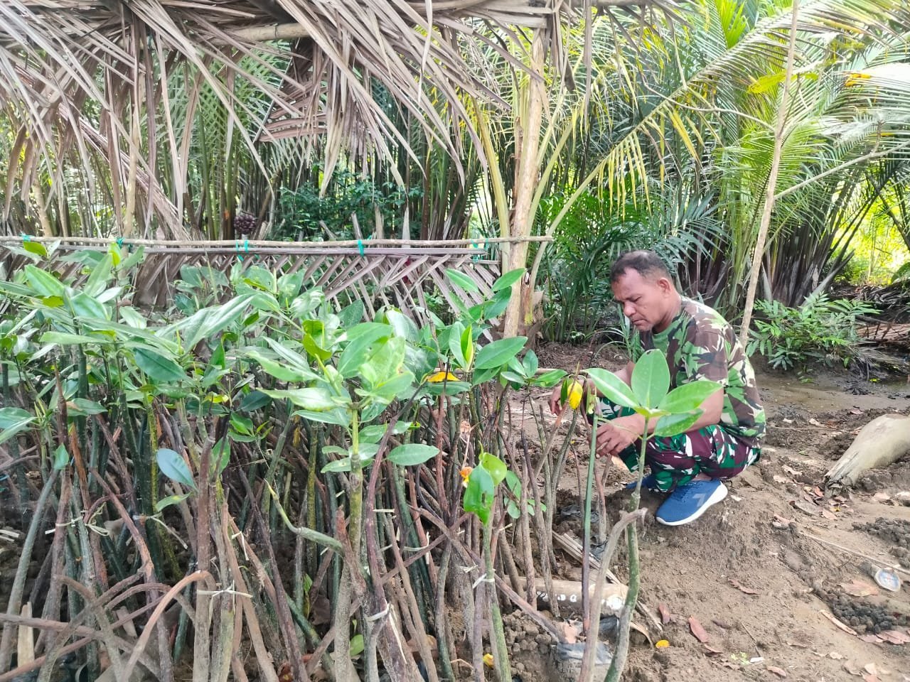 TMMD 125 Kodim 1705/Nabire Libatkan Warga Kampung Legari dalam Pelestarian Lingkungan Lewat Perawatan Bibit Mangrove