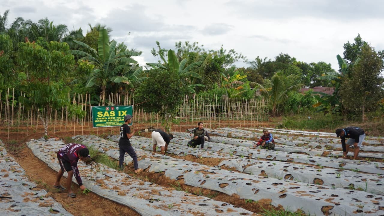 TMMD Reguler ke-127 Dorong Produktivitas Warga Lewat Budidaya Hortikultura