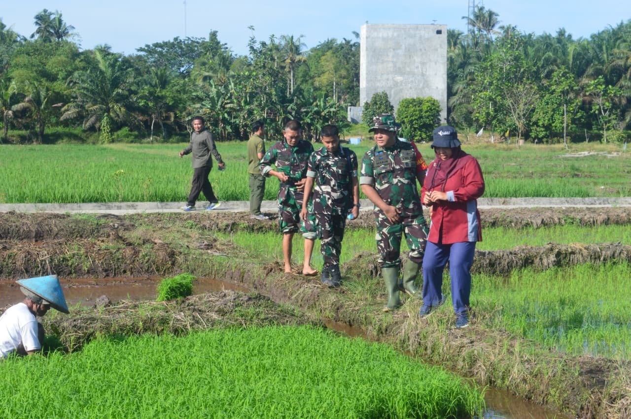 TMMD 128 Hadir di Sawah, TNI dan Petani Berambai Makmur Perkuat Ketahanan Pangan
