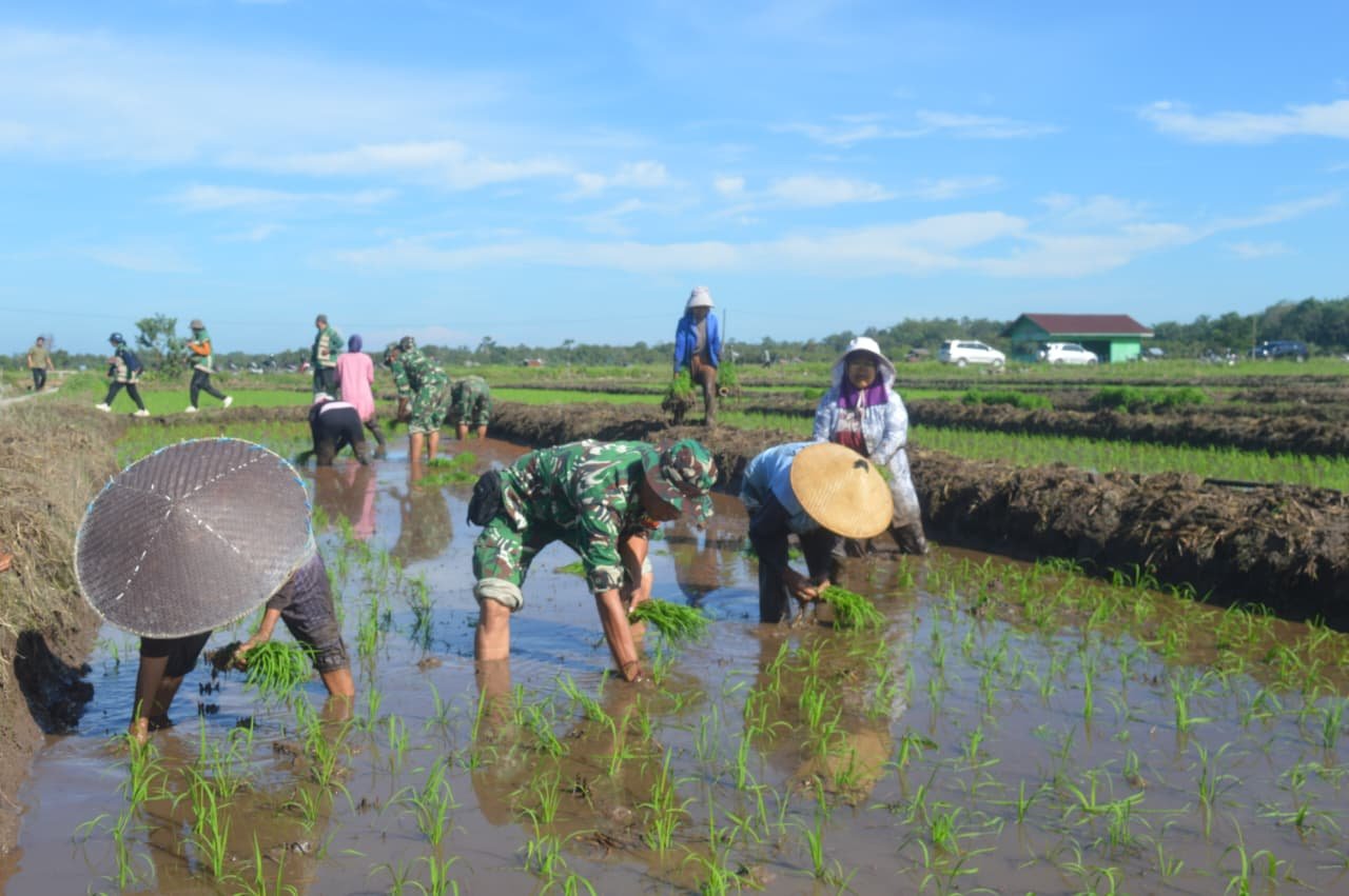 TNI Bersama Petani Berambai Makmur Tanam Padi, TMMD 128 Fokus Ketahanan Pangan