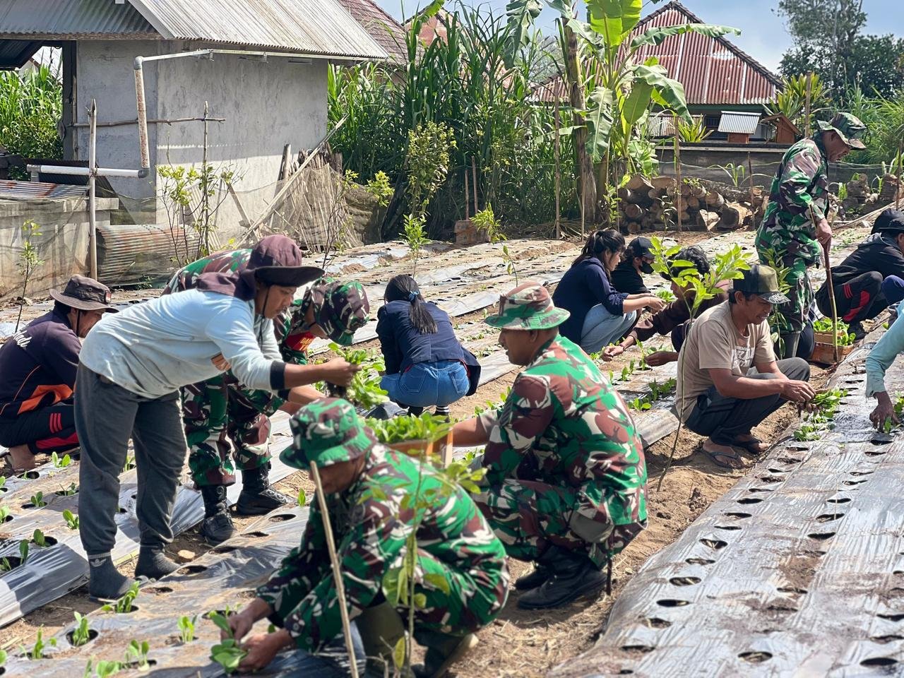 Dansatgas TMMD Ke-129 Kodim 1626/Bangli Tinjau Langsung Program Ketahanan Pangan di Desa Sekardadi