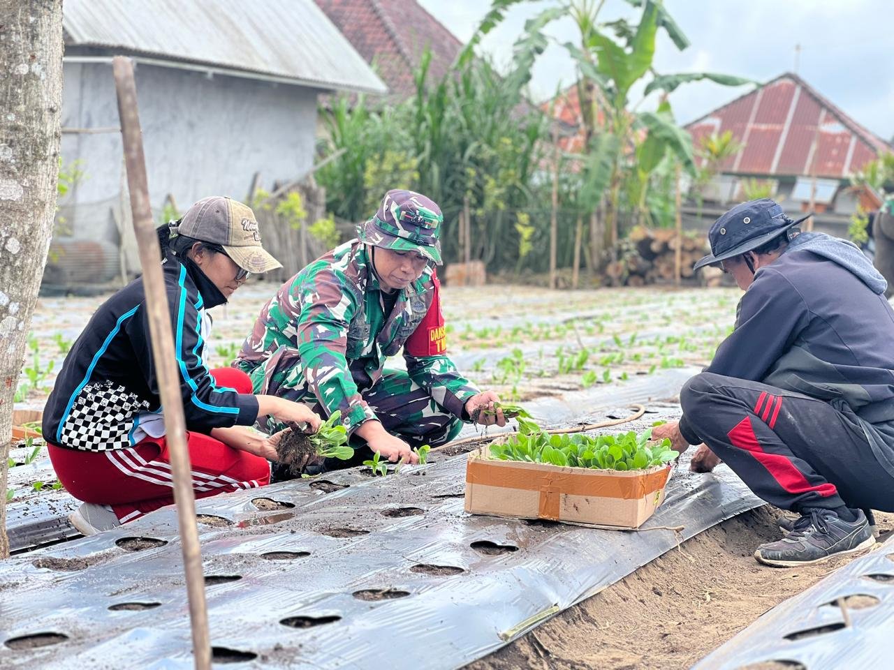 Turun ke Lahan, Dansatgas TMMD Ke-129 Kodim 1626/Bangli Tanam Pakcoy Bersama Warga