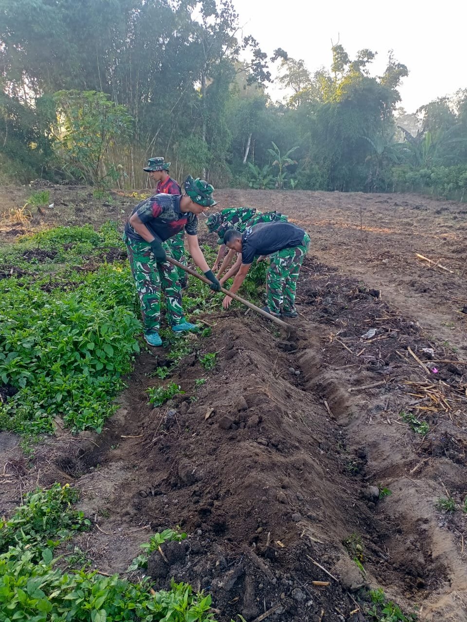 Satgas TMMD Ke-129 Kodim 1626/Bangli Mulai Olah Lahan Pakcoy, Perkuat Program Ketahanan Pangan